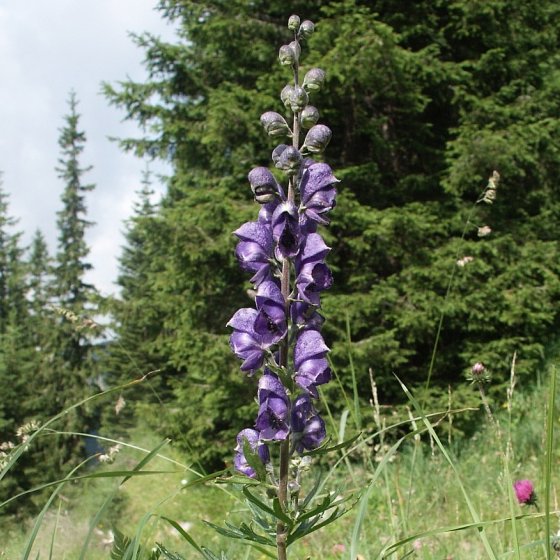 Aconitum Napellus