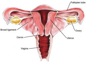 Cancer of the Ovary