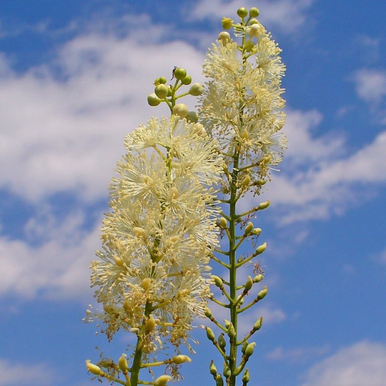 Actaea Racemosa